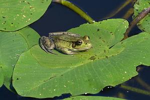 2025-07229797 Wachusett Meadow, MA